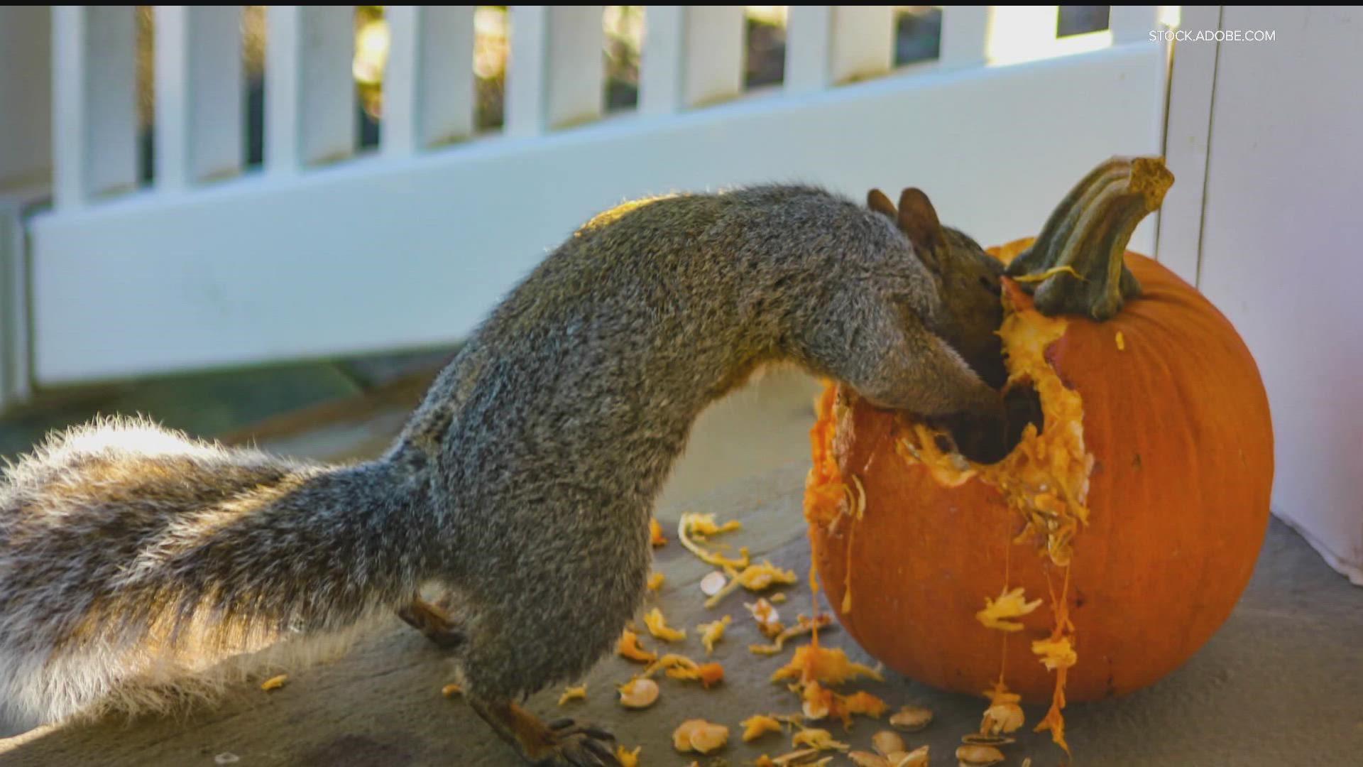 Eva Andersen reports on where and how to dispose of your pumpkins.