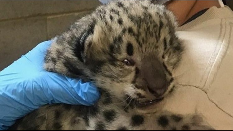 Como Zoo welcomes rare new snow leopard cub