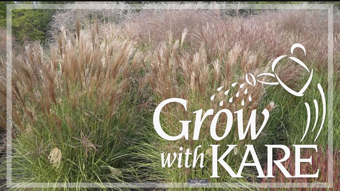 Grow with KARE | How to plant a non-messy native garden