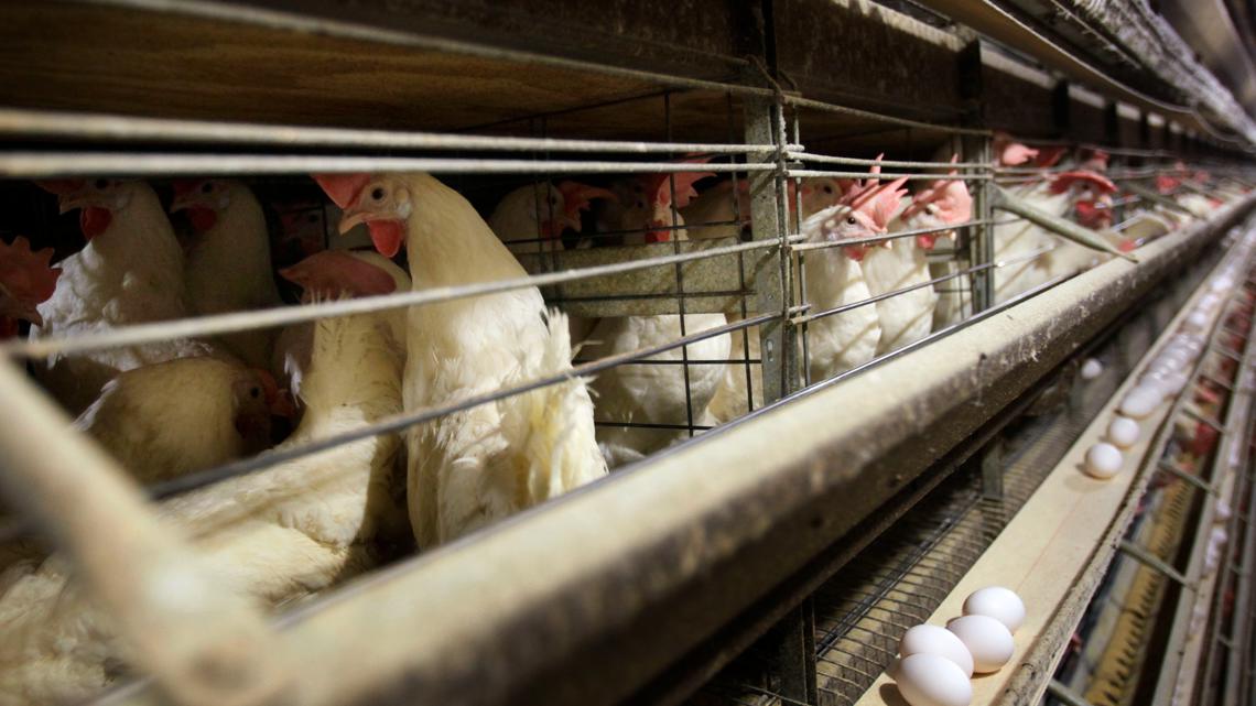 Farmers must kill 4.2 million chickens in Iowa - Vimarsana News