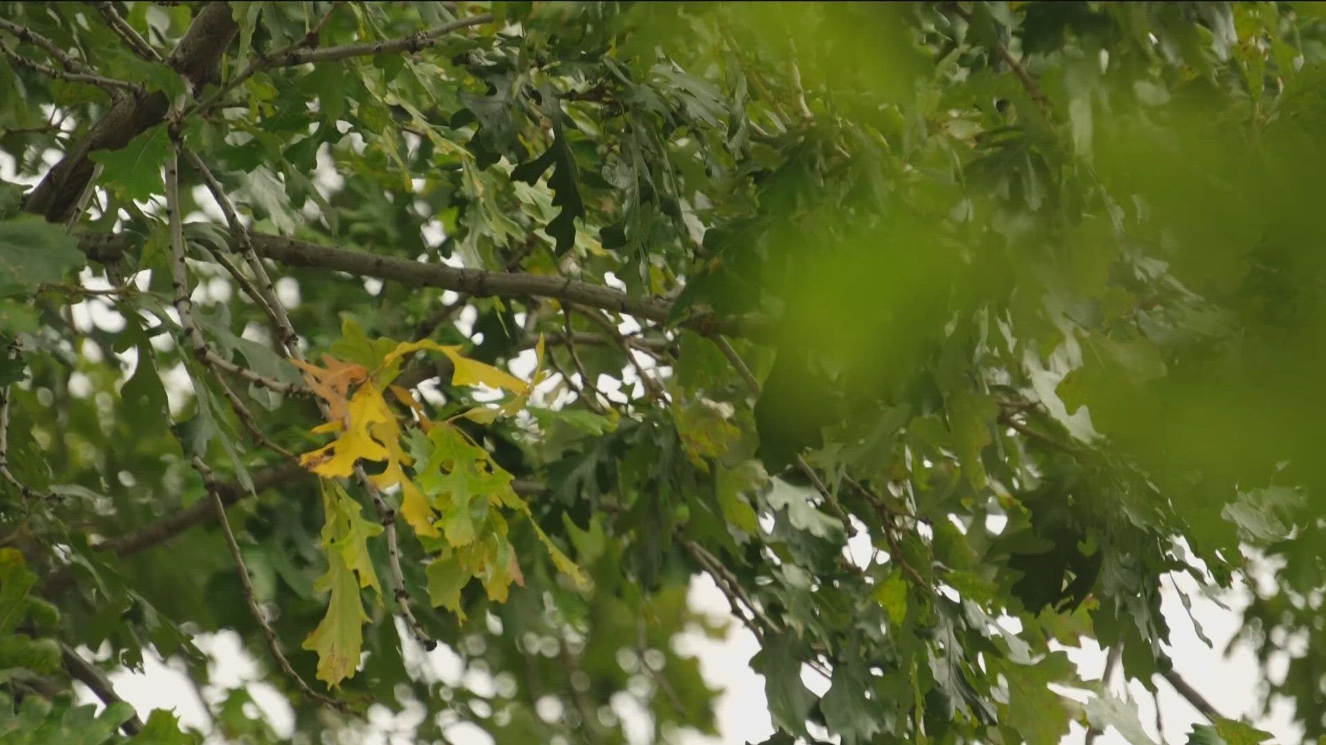 Forestry consultant Brian Schwingle says the weather from spring to early fall has been perfect for colorful leaves to emerge, perhaps a bit earlier than normal.