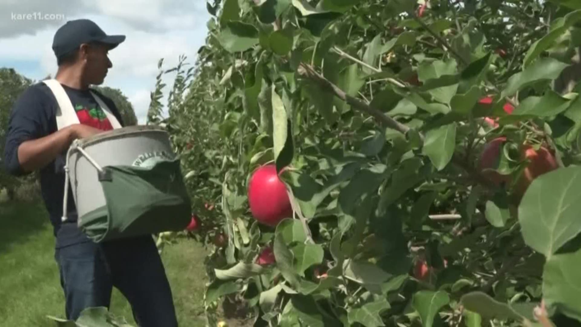 We're moving on to apple picking season... and the folks at Pine Tree Apple Orchard tell us it's a great crop, but there have been challenges.