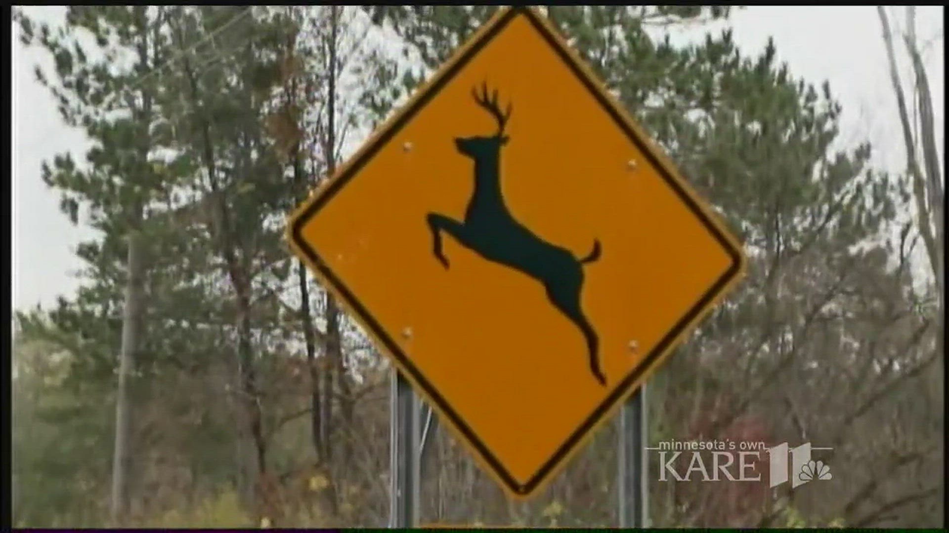 It is safer to hit the deer than to swerve