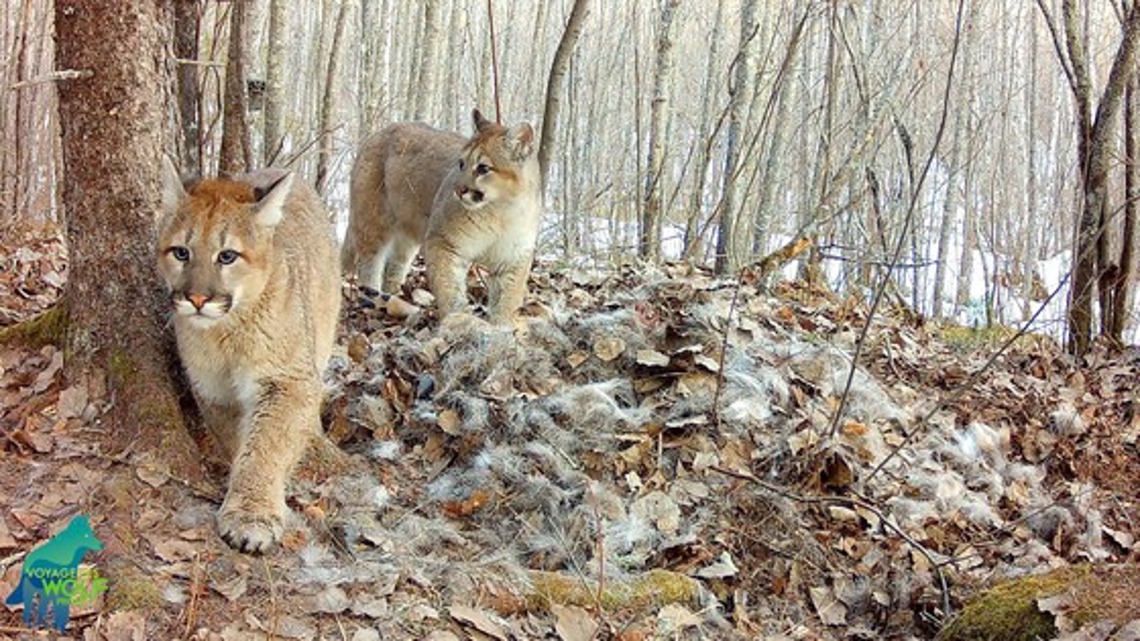Cougar kittens spotted in Minnesota
