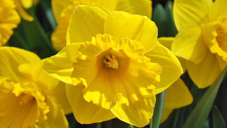 Grow with KARE: Early spring flowers