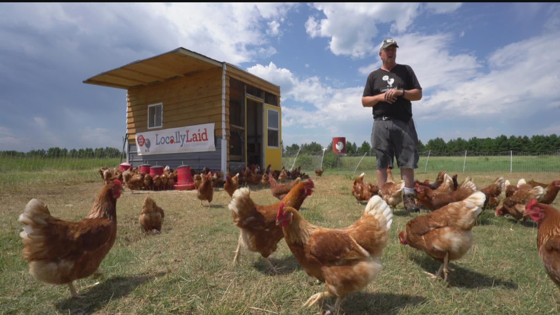 free range chicken farm