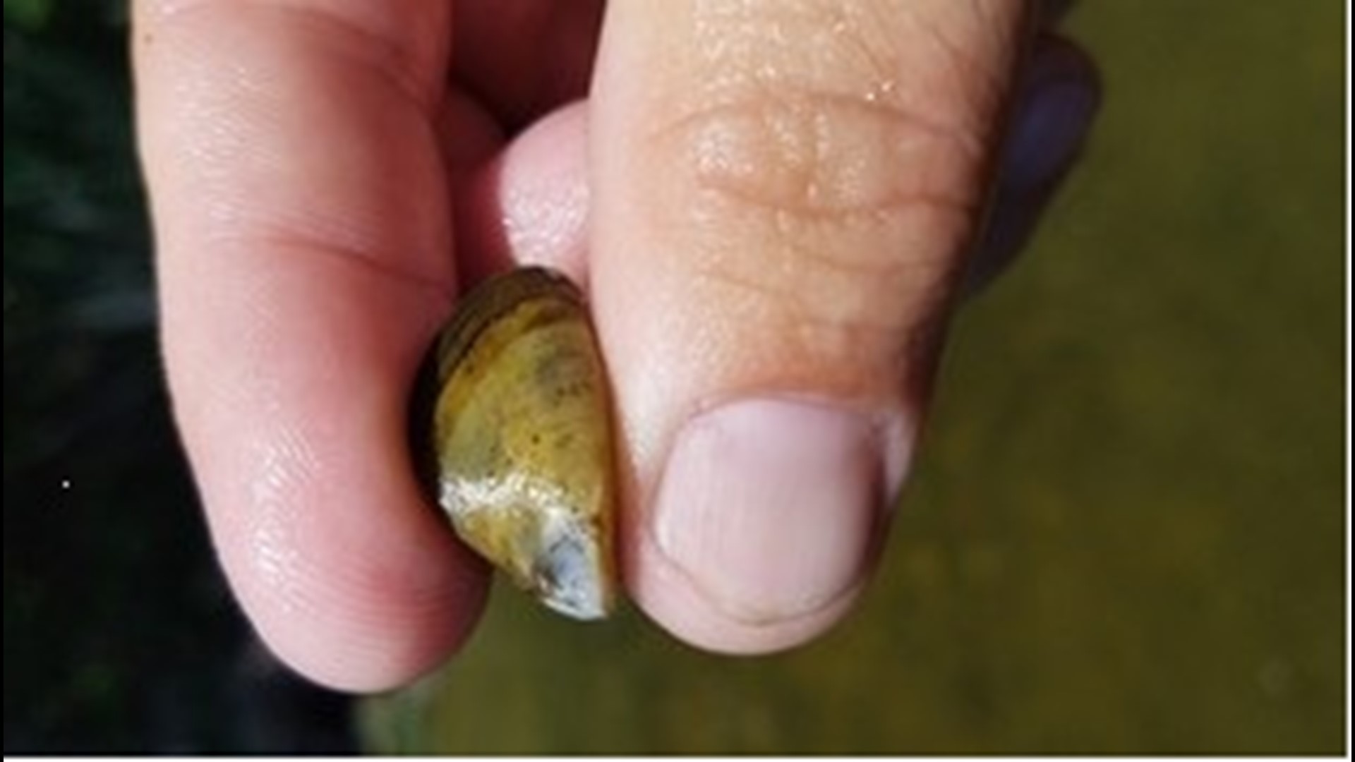 DNR confirms zebra mussels in Bowstring Lake in Itasca County
