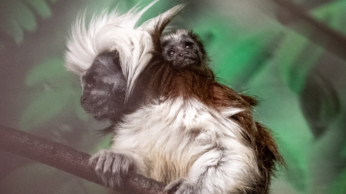 Rare monkey born at zoo in Minnesota