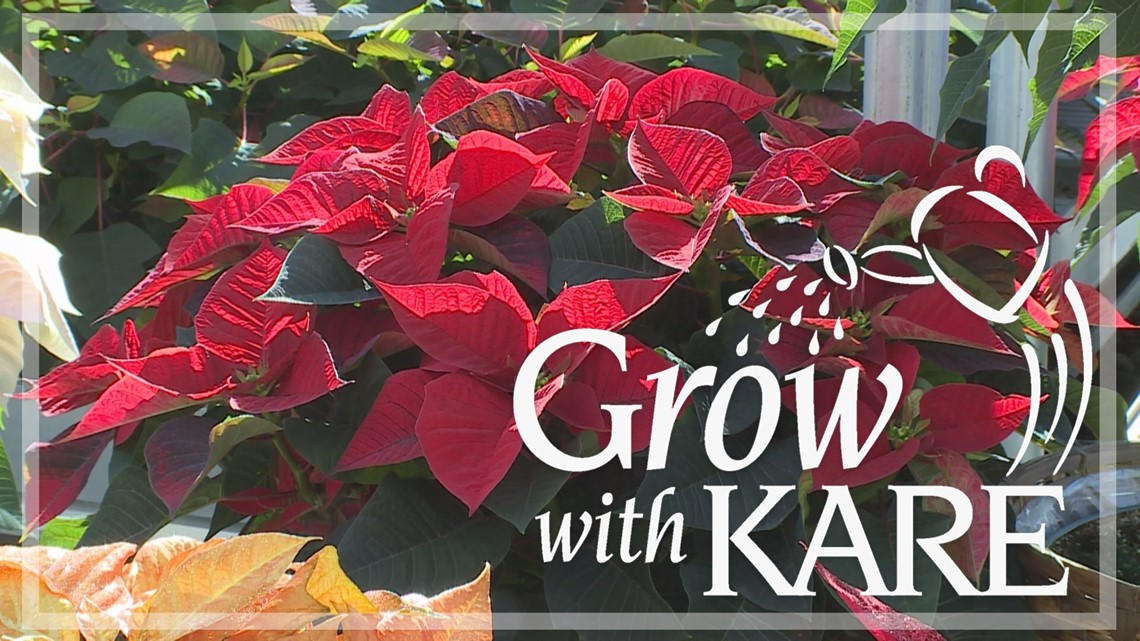 Grow with KARE: Poinsettia tips
