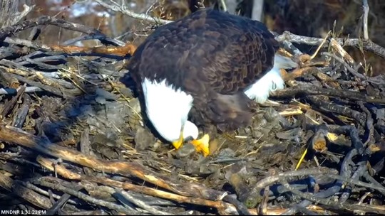 DNR EagleCam Sees First Egg Of 2023 | Kare11.com