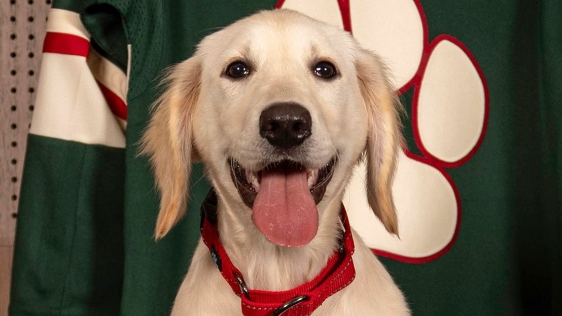 Meet Hatty, the MN Wild's new dog 