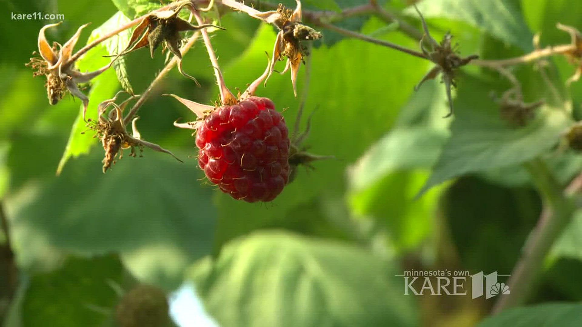 An invasive fruit fly from Asia is attacking raspberry, blueberry and grape crops...at an alarming rate.