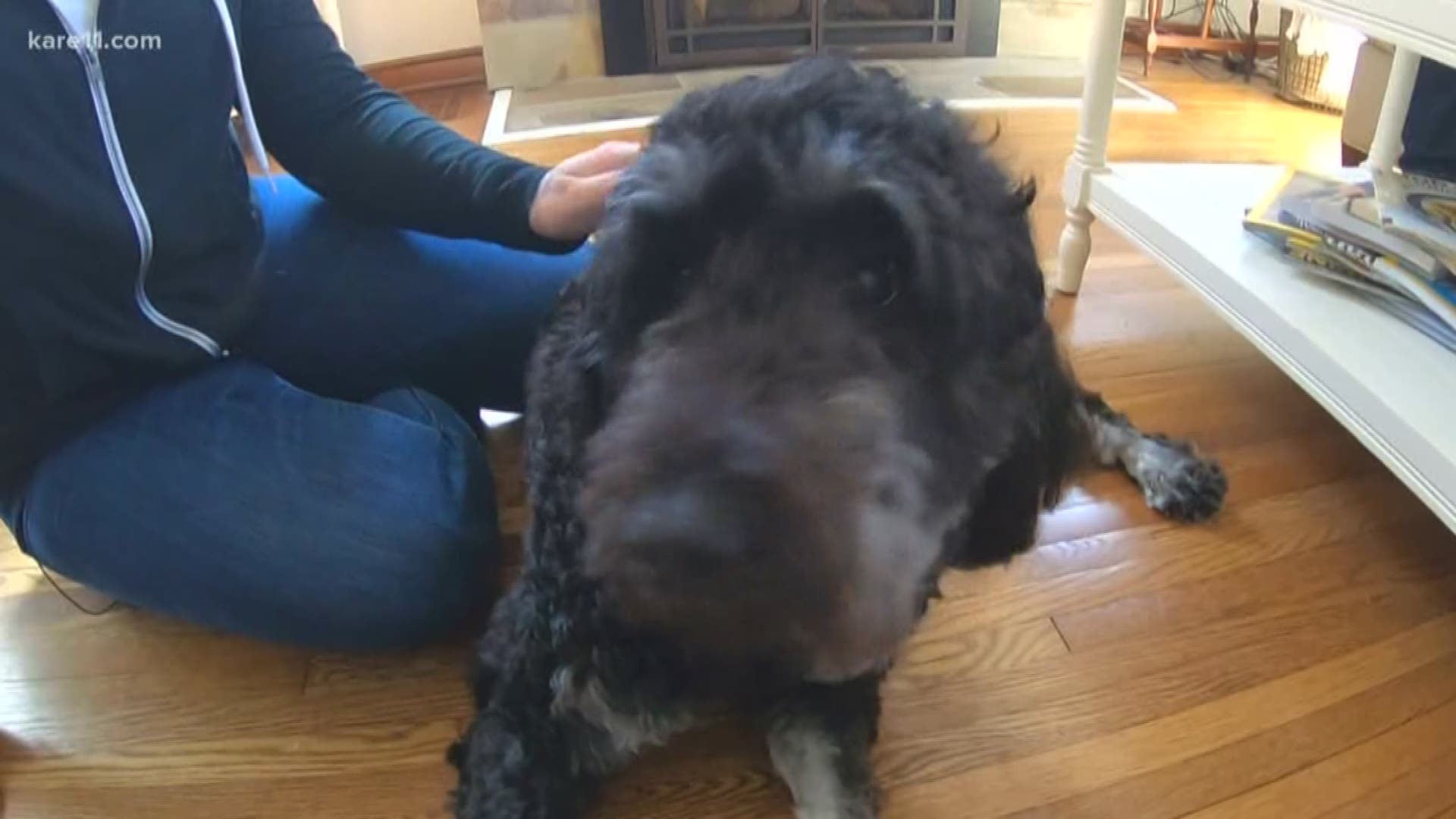 Benny got spooked and made a run for it, literally for miles. He was found in a marshy, wetland area in Edina.