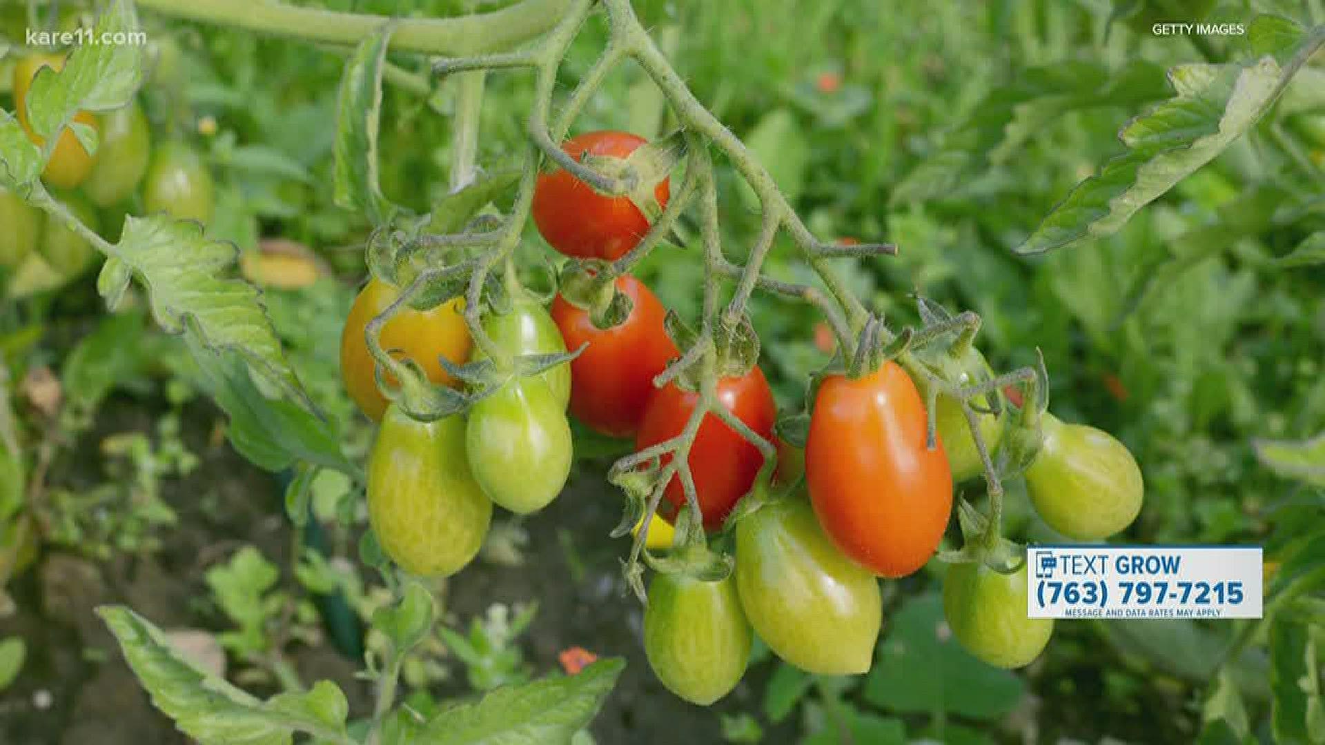 So many of us are growing tomatoes this year, but it's not the easiest of crops. Here are a few things to keep in mind as you plant.