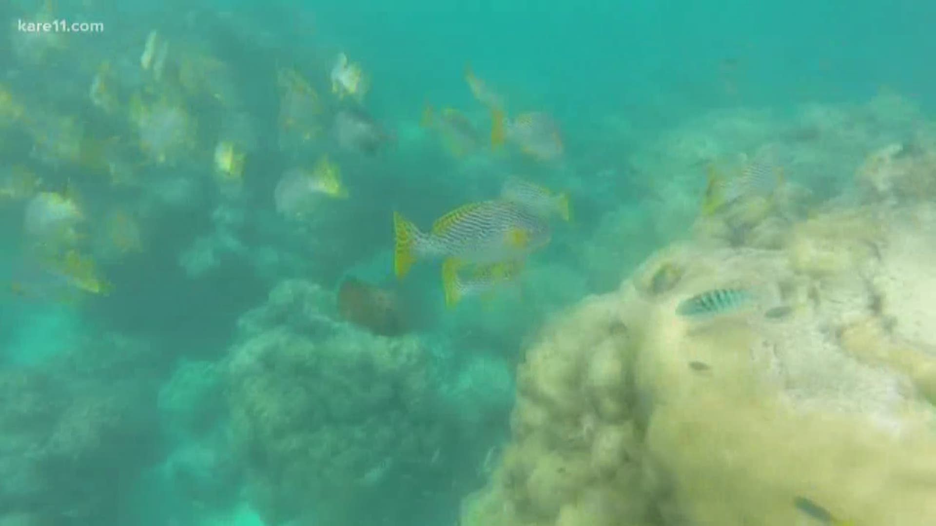 Sven explores the diversity of marine life at the Great Barrier Reef near Australia.