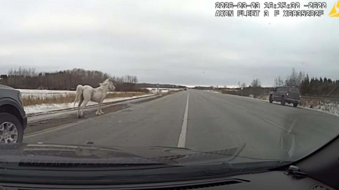 MSP corrals horse along highway in northern Minnesota