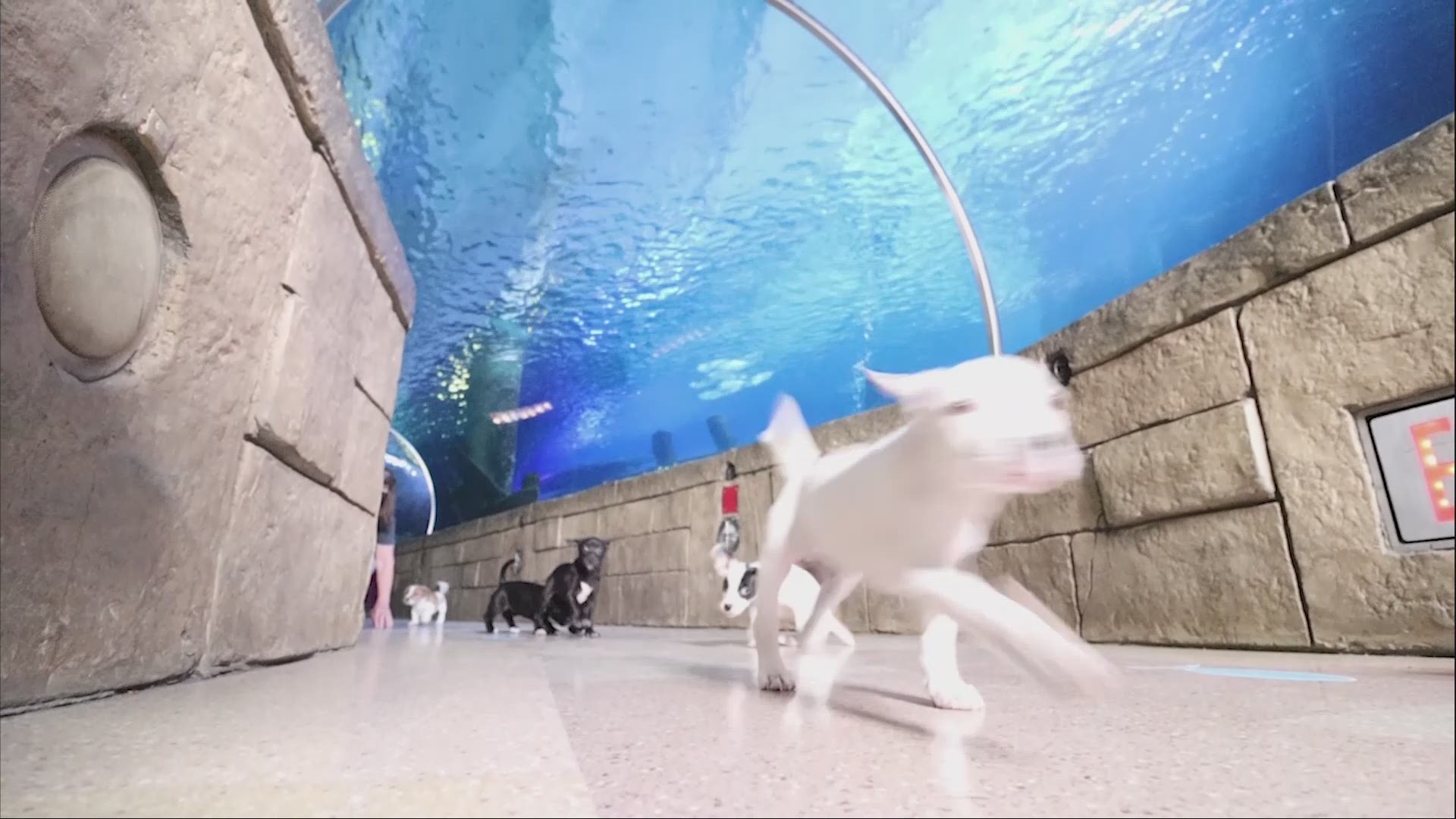There was a serious overload of cuteness Thursday at Sea Life Aquarium at Mall of America as two litters of rescue puppies frolicked among the fish.