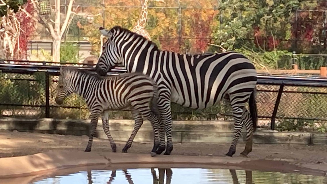 Como Zoo names baby zebra Autumn