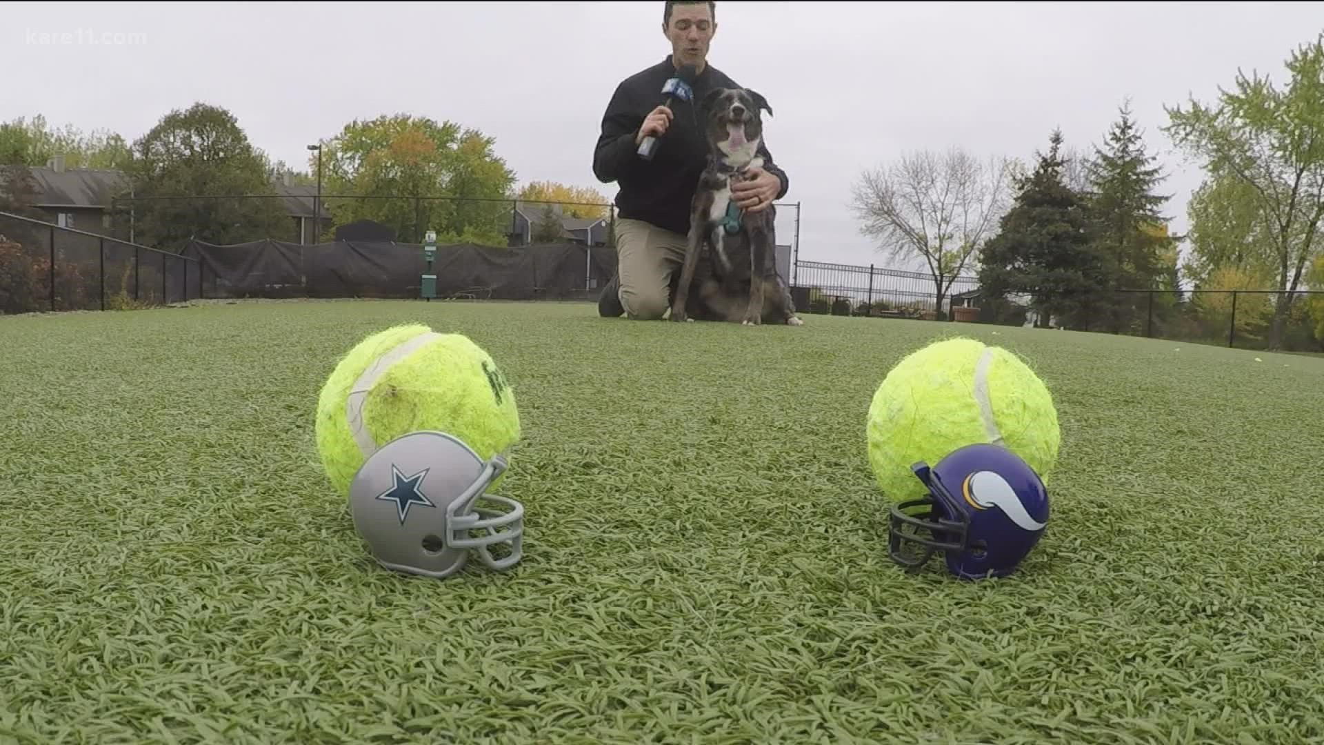 How will the Vikings look in their first game under the Sunday night lights? Andy Mac's dog Millie makes her pick for Sunday's game against the Dallas Cowboys.