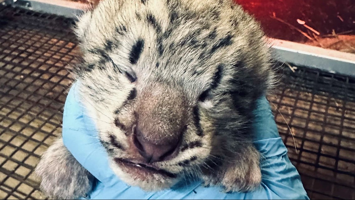 snow leopard baby