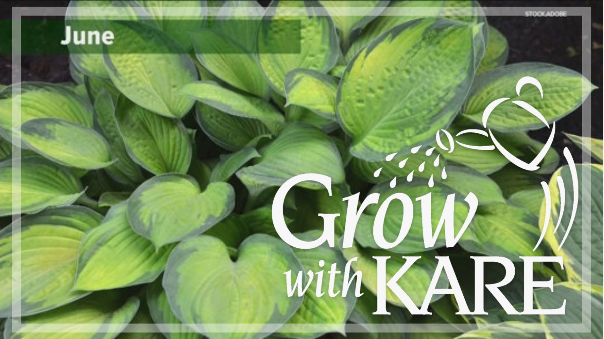 Deer love to eat big, leafy hostas, but perhaps planting different varieties will help keep them away from your garden.