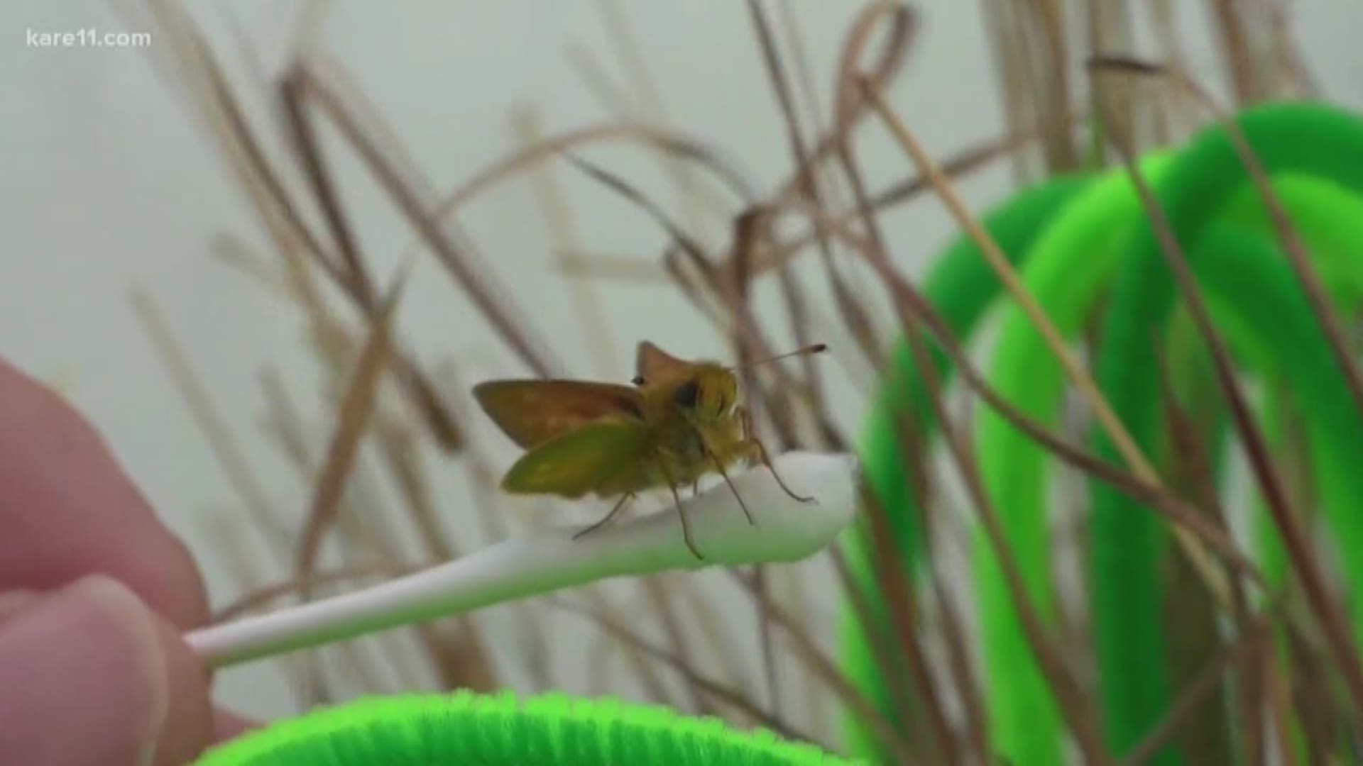 Sven traveled to Lake Benton in southwest Minnesota to check out a remarkable effort to restore the native prairie, and save the Dakota Skipper Butterfly.