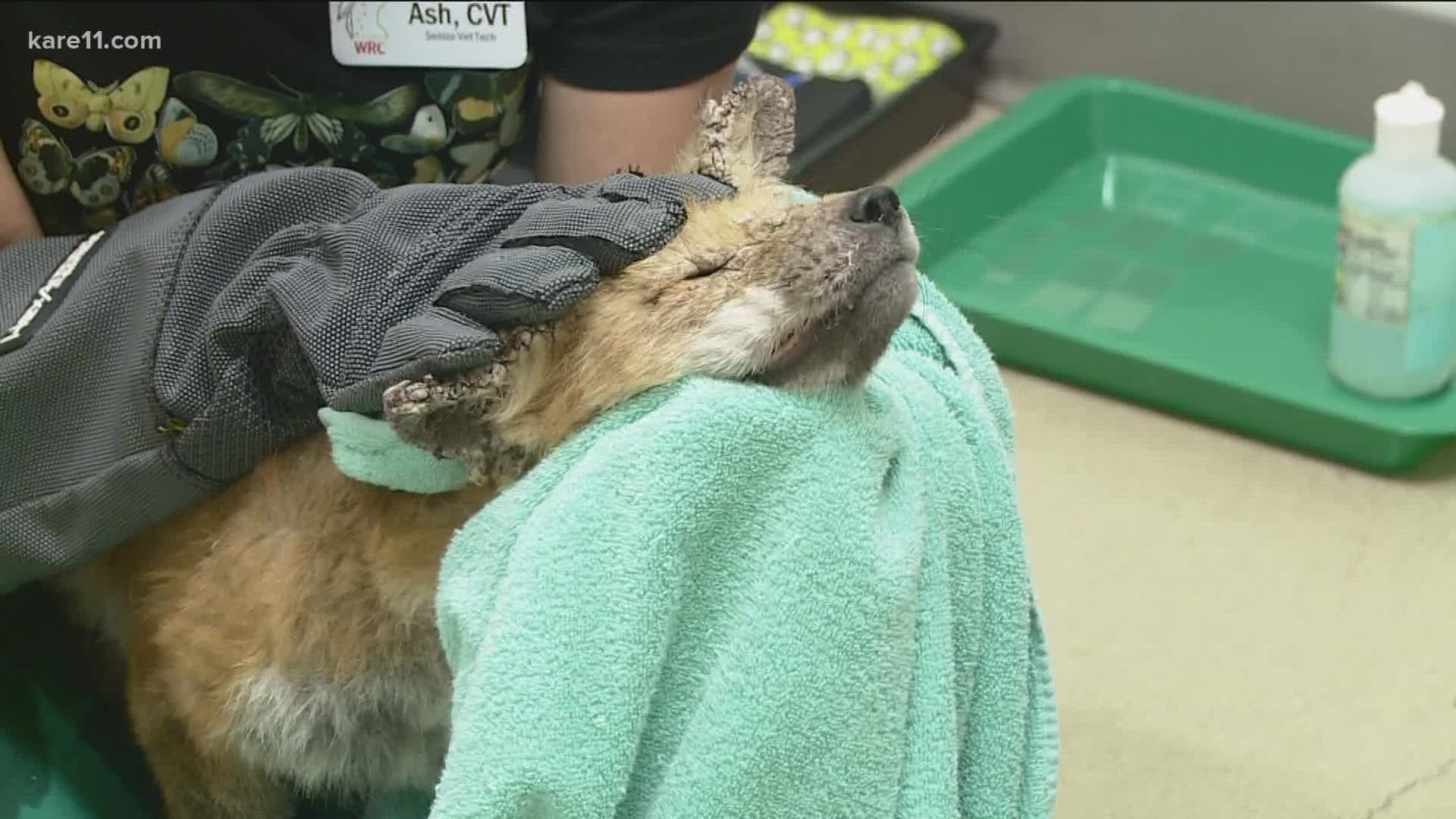 The Wildlife Rehabilitation Center says it will teach people how to successfully trap and feed a sick fox.