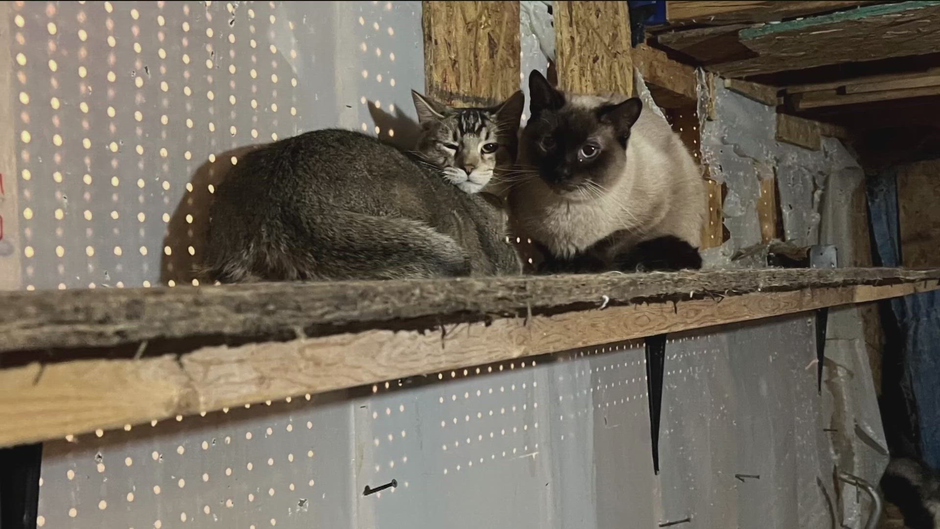 Nearly 80 cats were rescued from the foreclosed home in Coon Rapids. Support is now needed to help care for the cats before they can get adopted.