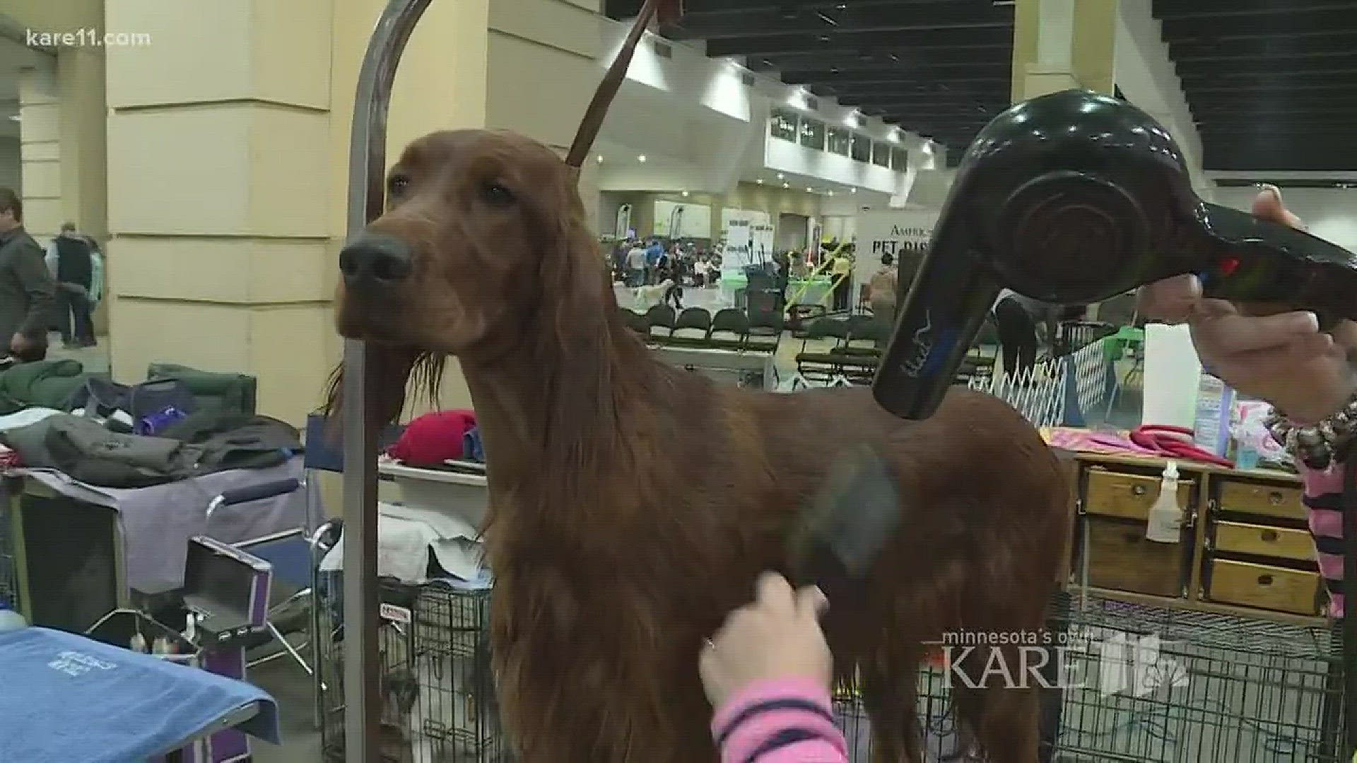 Land O'Lakes Kennel Club All-Breed Dog Show took place at the Saint Paul RiverCentre.