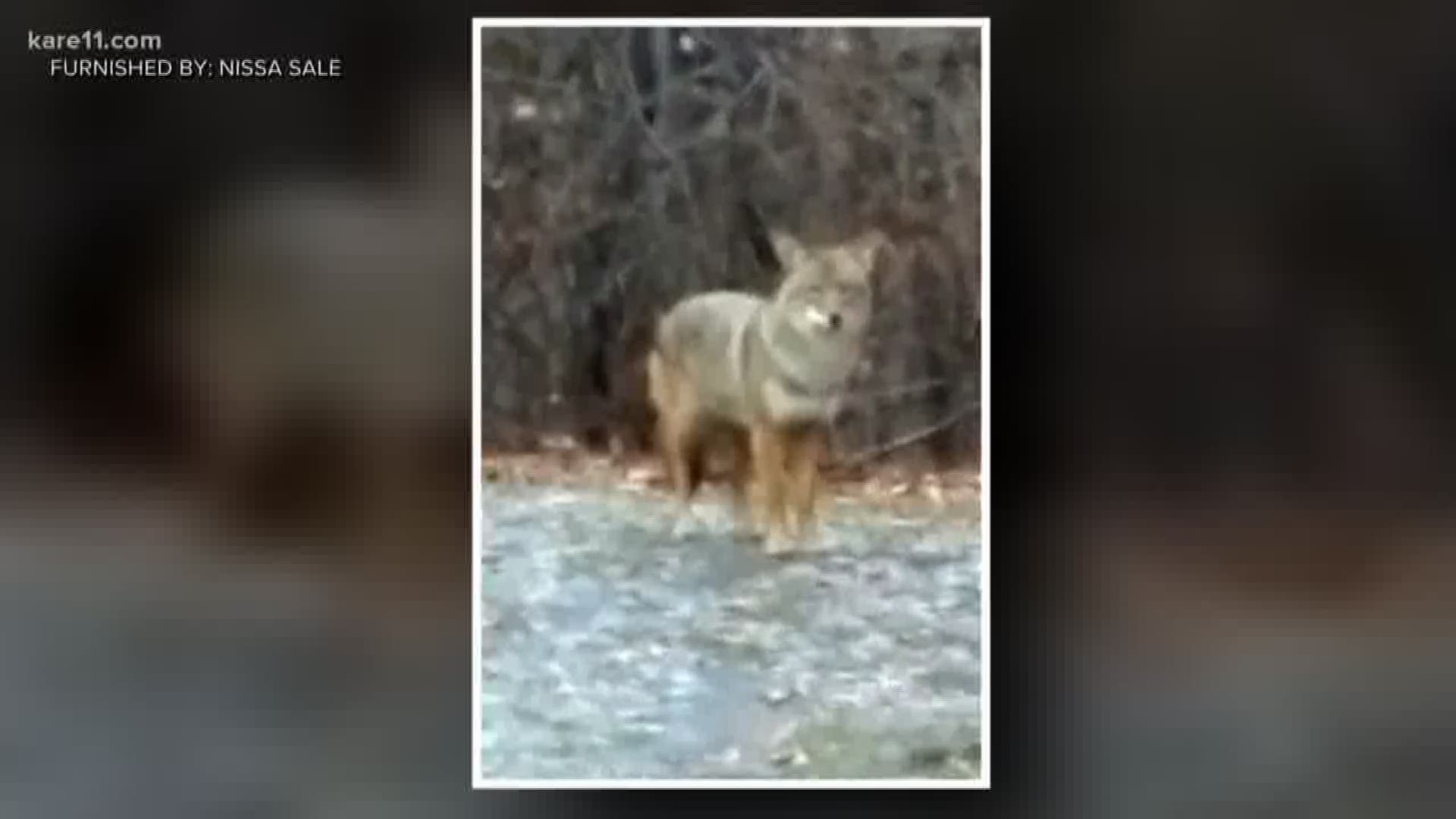 Coyotes are increasingly making themselves comfortable in the urban areas of the Twin Cities, causing uneasiness among their 'human' neighbors.