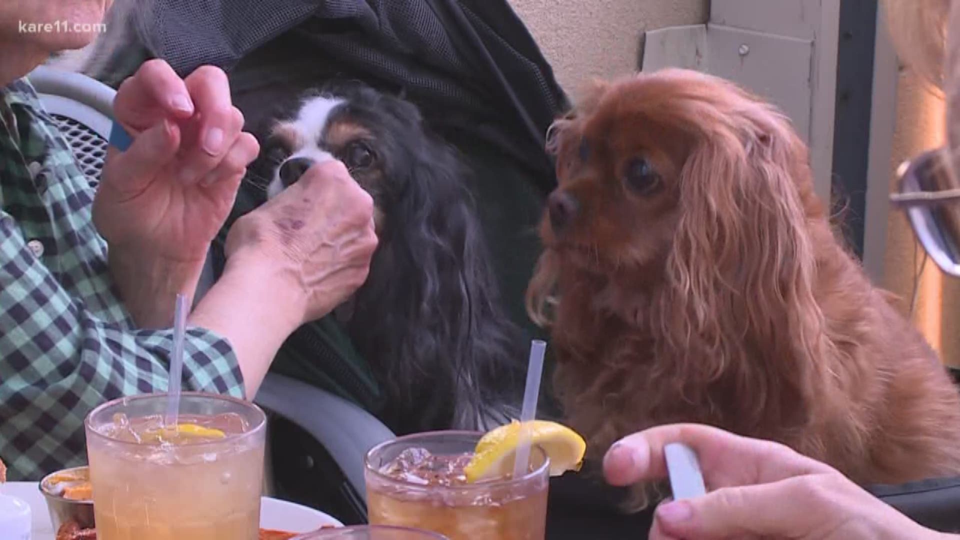 Ali Jarvis with Sidewalk Dog shares intel about the hottest local dog-friendly patios and taprooms, and gives some tips for etiquette so that everyone has the best paw-ssible experience. https://kare11.tv/2JOzs0w