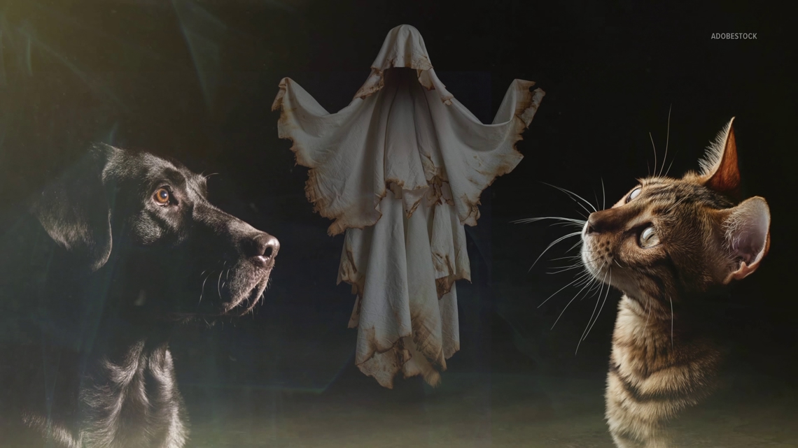 Can dogs and cats see ghosts?