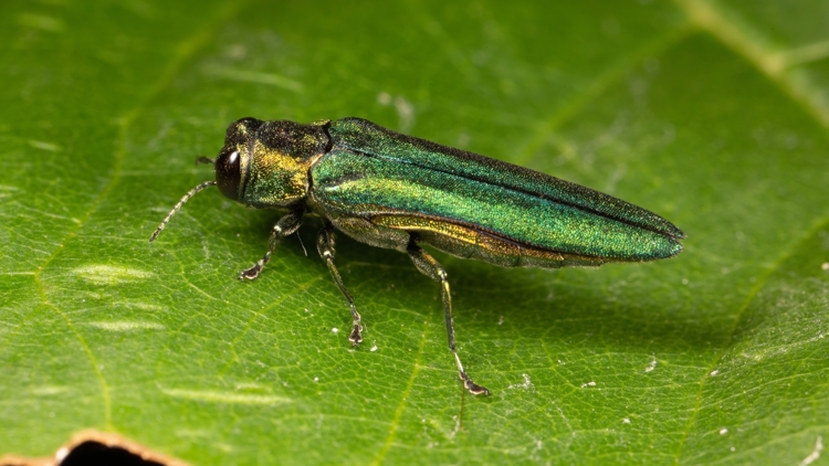 Emerald ash borer found for first time in 4 Minnesota counties | kare11.com
