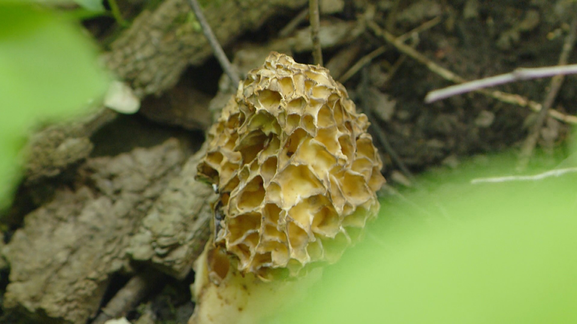 Experts share tips for finding morel mushrooms