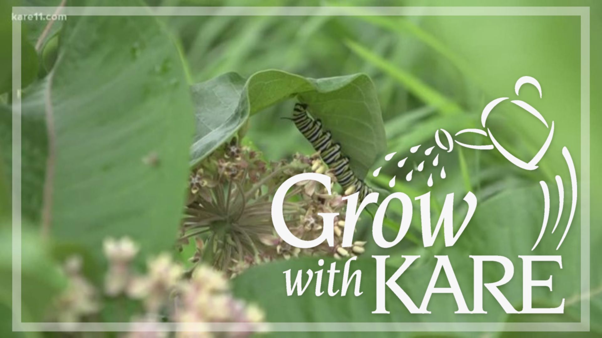 Growing native milkweed helps Monarch butterflies by providing them with a habitat and sustenance. 