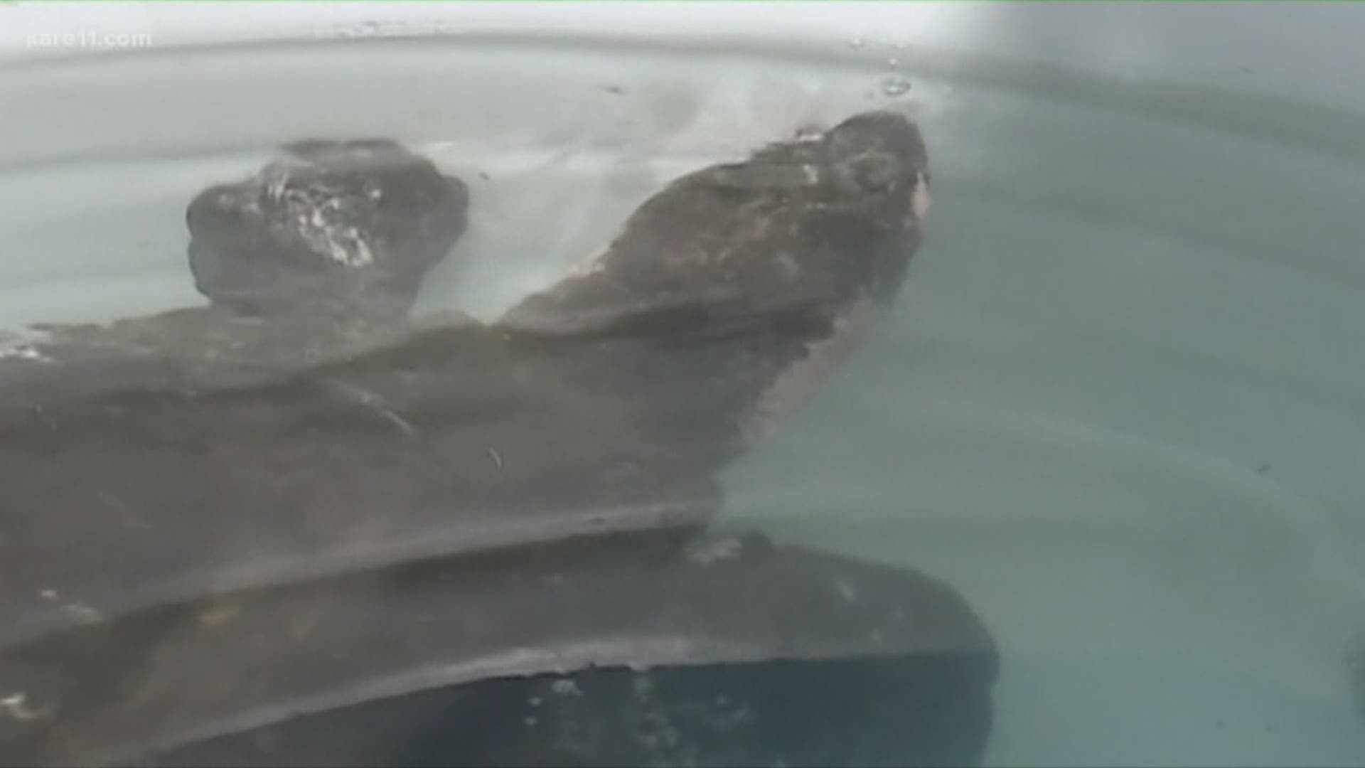 There are only a handful of Yangtze turtles left in the world. The only known female Yangtze turtle has died at a zoo in southern China, officials said Sunday. https://kare11.tv/2VIXcJg