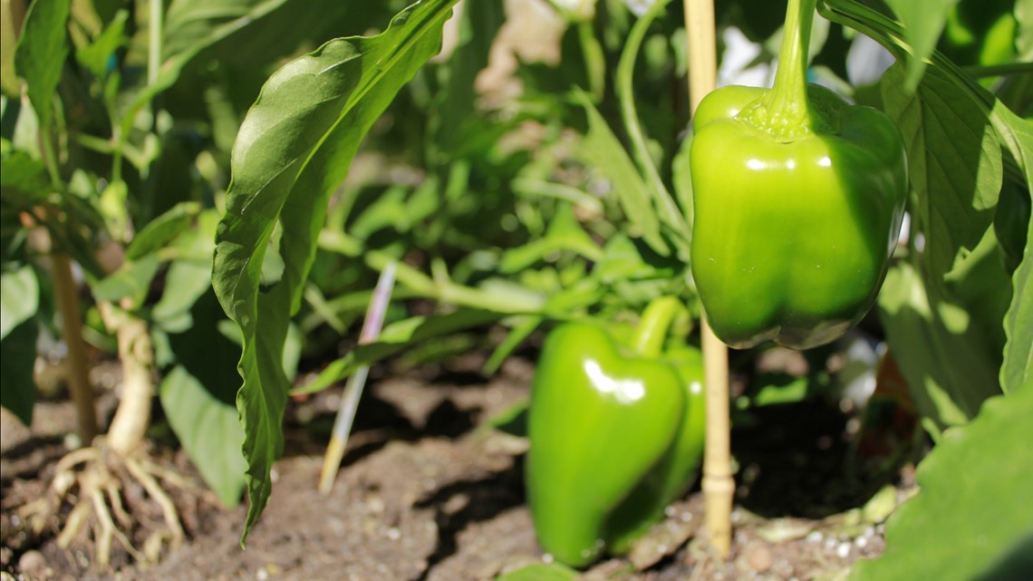 What to do before Minnesota's first frost of the season