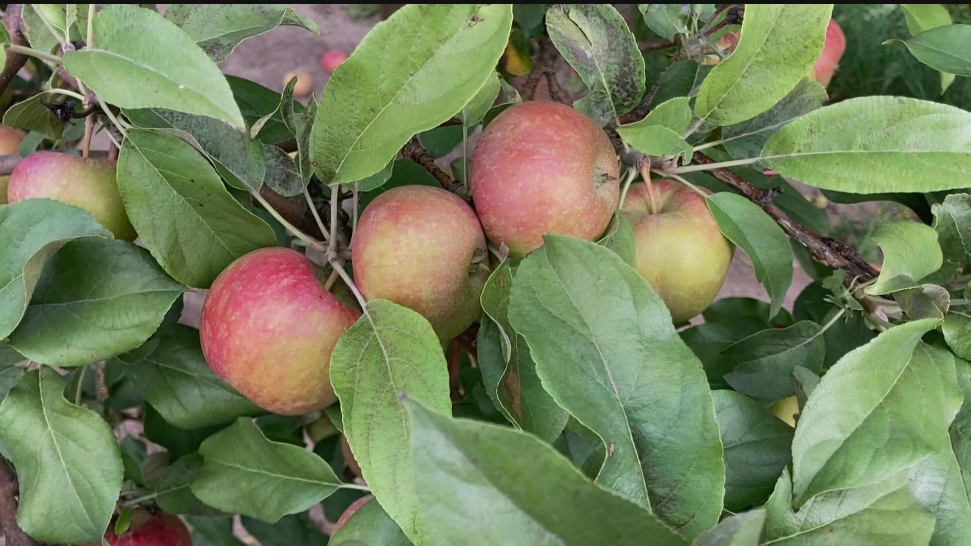 If there's too many apples, the leaves aren't able to produce enough sugar and you end up with poor quality fruit that just doesn't taste very good.
