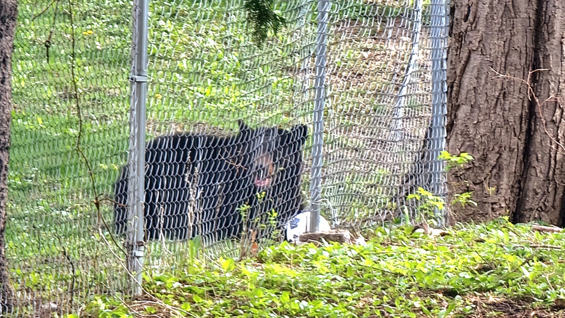 Officers responded and located the black bear in a densely-populated neighborhood with a potentially injured front paw.