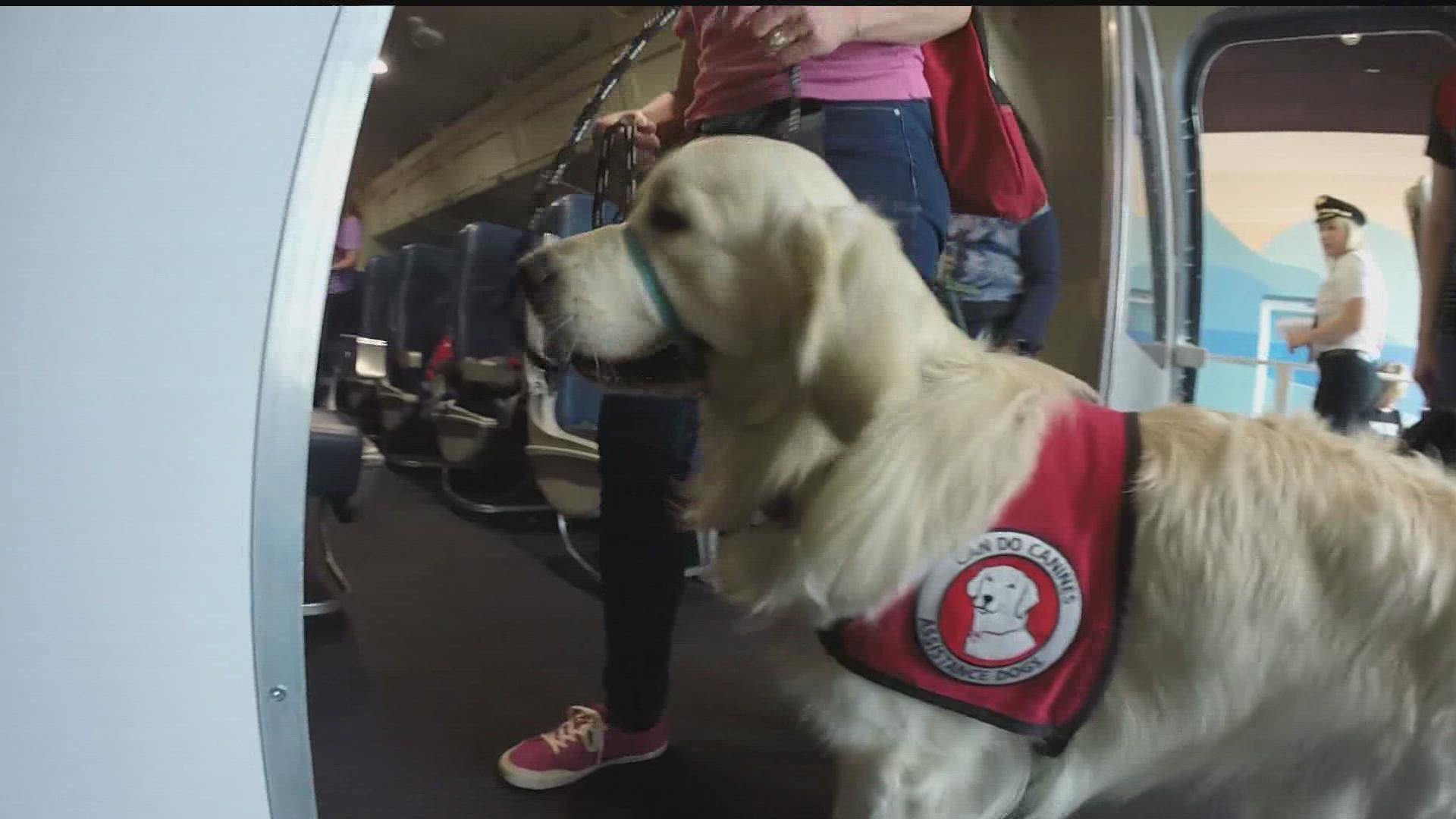 The "flight to nowhere" allows future assistance animals to walk through the airport, go through security and get on a mock plane at an airport training facility.