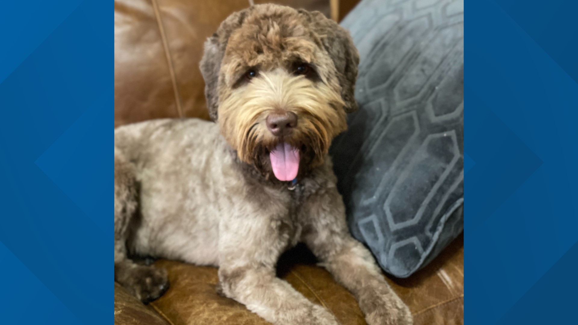 K9 of fallen WI officer starts new job at school in Wautoma