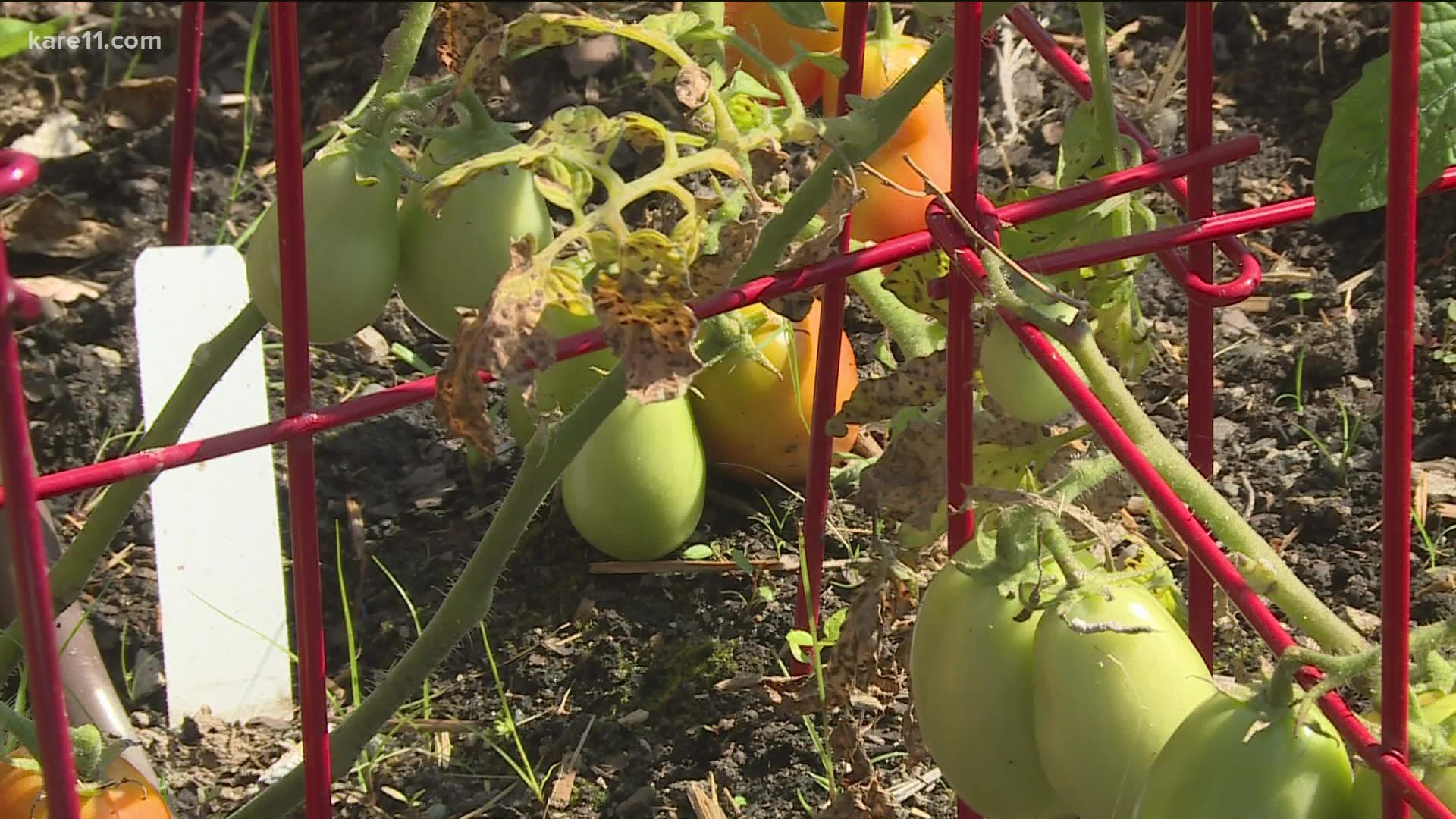 Many gardeners see this problem with their tomatoes. Here's some common advice and whether it really works.