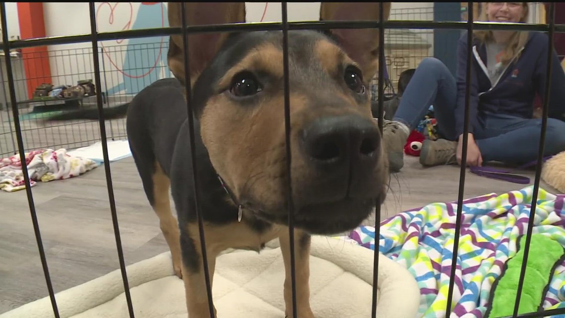 Communities that KARE: Pet Haven finds a new home in Rondo