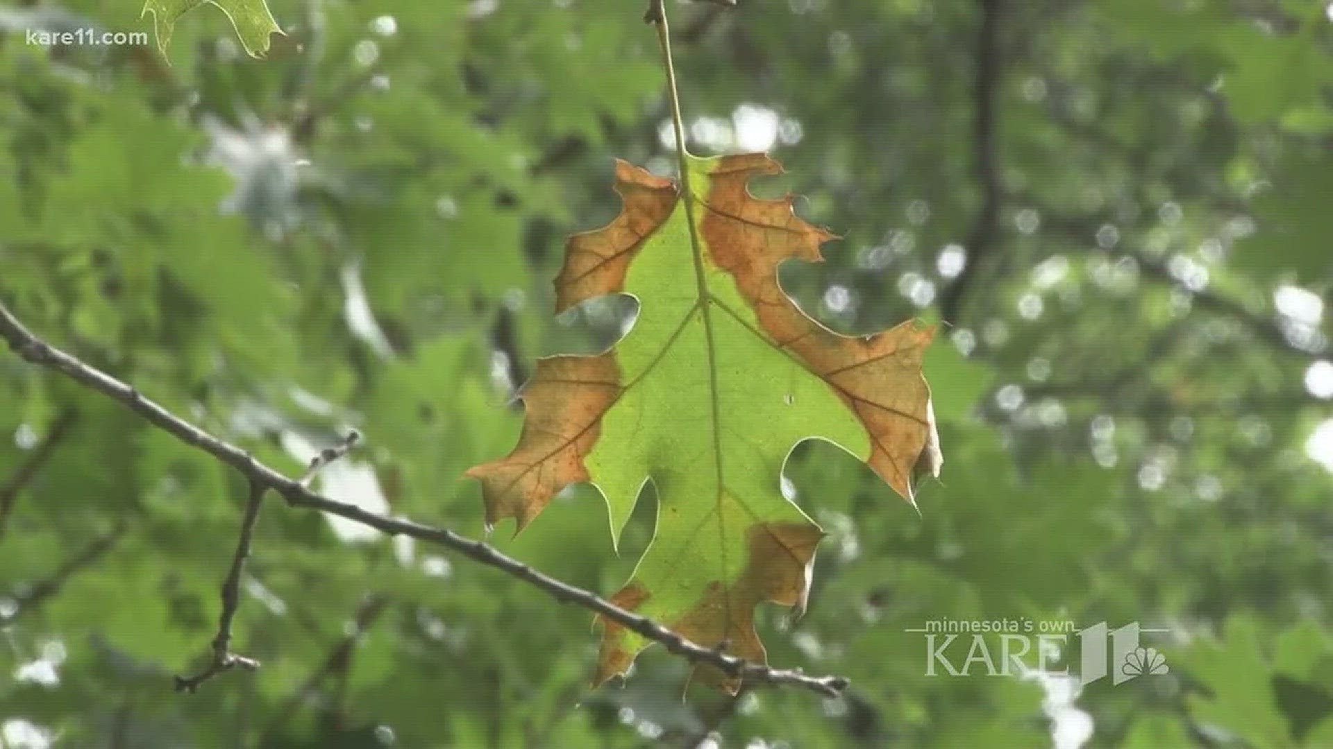 The spread of Oak wilt is happening quickly across our forests in Minnesota. There are ways you can test the tree for oak wilt, but currently those tests are expensive and can take weeks for results. http://kare11.tv/2ALAO86