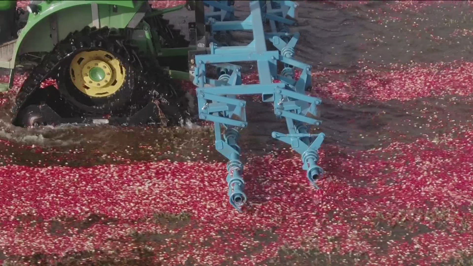 This Dempze family planted their first cranberries more than 100 years ago.
