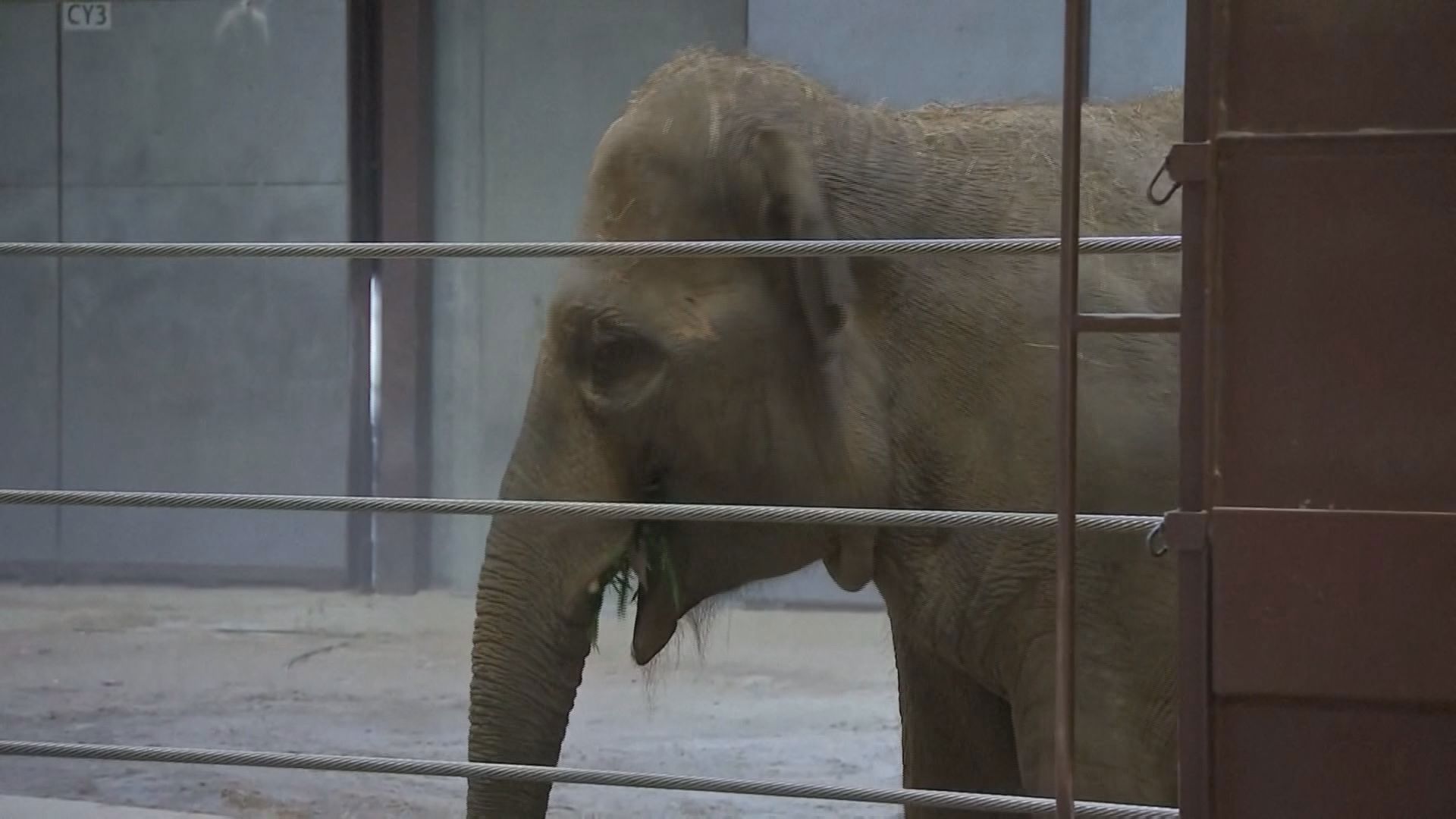 National Zoo reveals beloved elephant is expecting | kare11.com