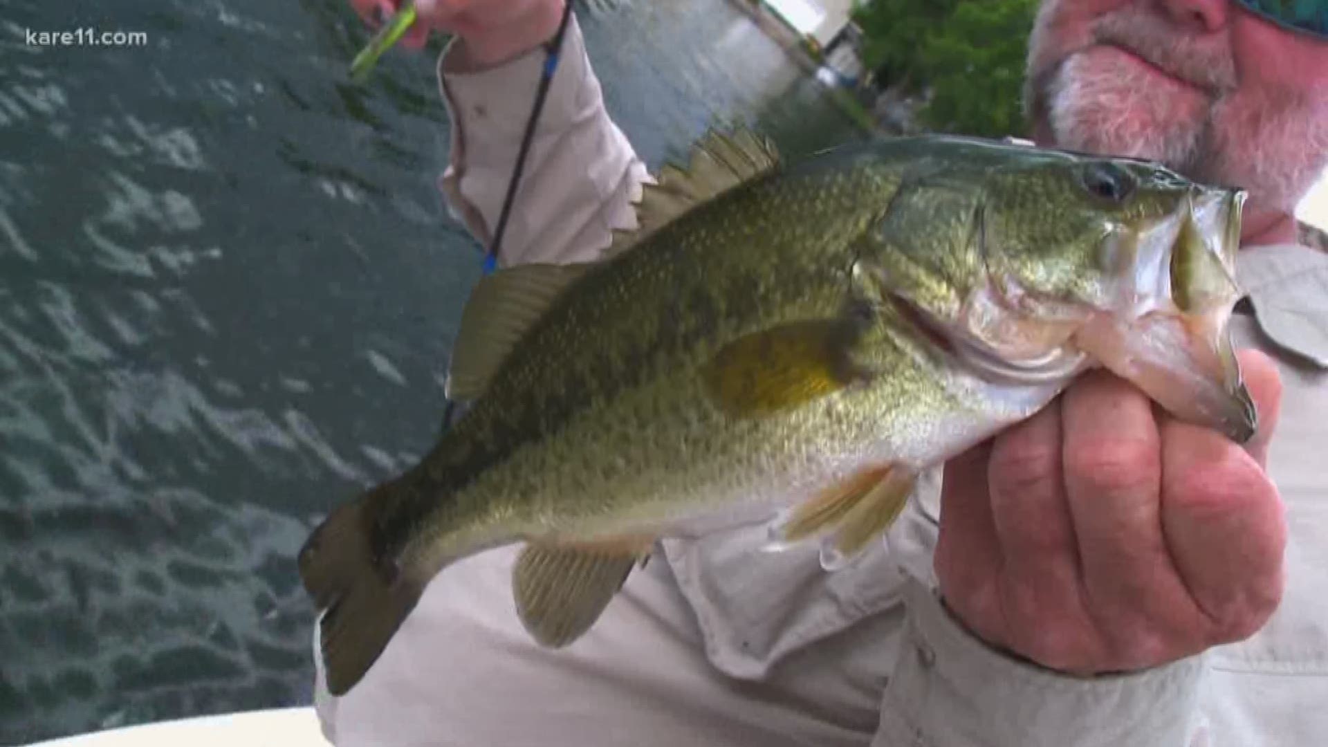 A late ice-out delaying the spawning period, hot weather warming the surface water temps, and the lack of weeds in the lakes have created ideal fishing conditions. https://kare11.tv/2GZTD9g
