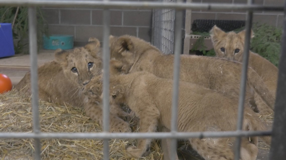 Lion cubs from Ukraine are 'fearless' in face of their first Minnesota  winter