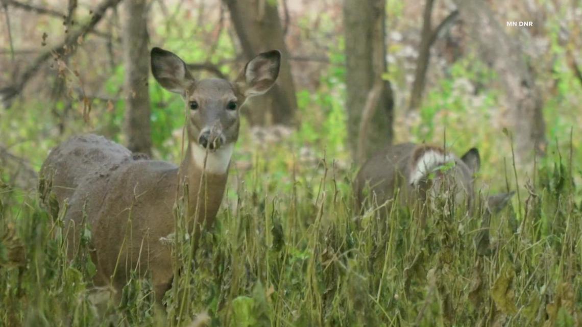 Deer hunting licenses available, 2023 regulations released