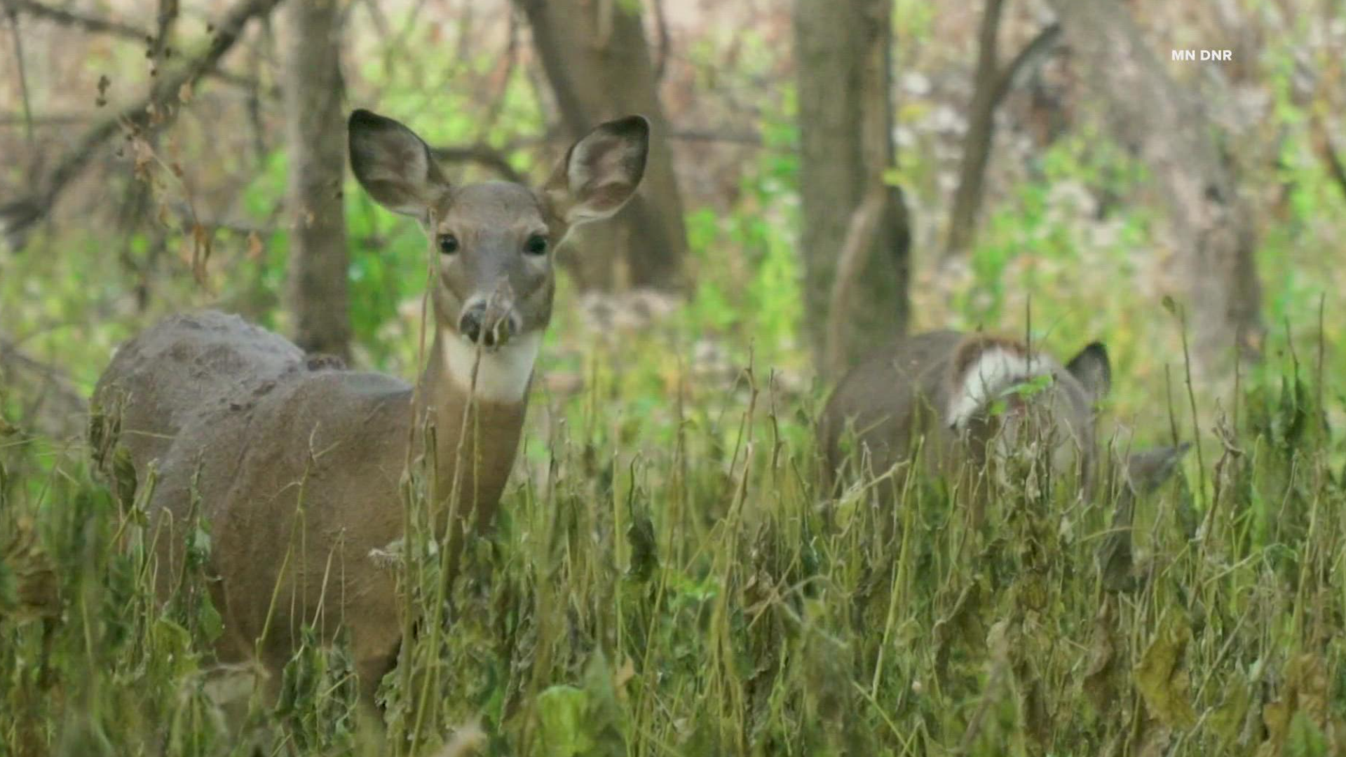 Minnesota's firearms deer hunting season begins Saturday, November 5.